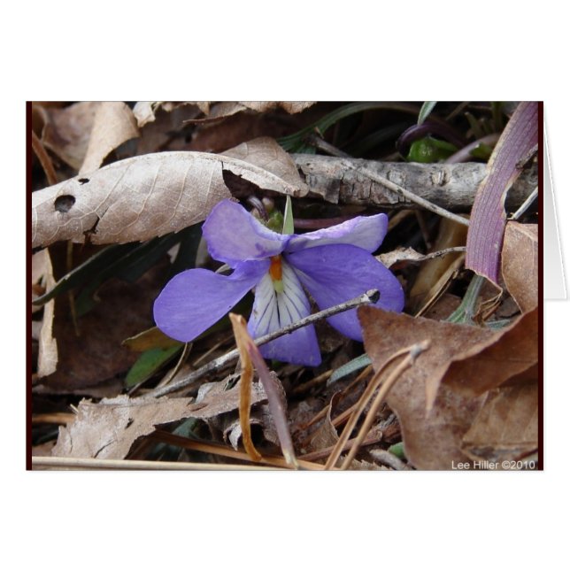 Wildblumen Birds-Foot Violet Hot Springs AR Gesche (Vorderseite (Horizontal))