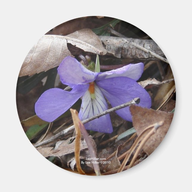 Wildblumen Birds-Foot Violet Hot Springs AR Gesche Magnet (Vorne)