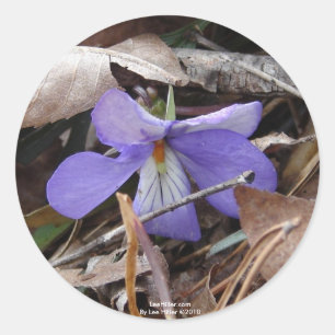 Wildblumen Birds-Foot Violet Hot Springs AR Gesche Runder Aufkleber