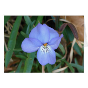 Wildblumen Birds-Foot Violet IV Hot Springs Gesche