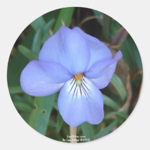 Wildblumen Birds-Foot Violet IV Hot Springs Gesche Runder Aufkleber