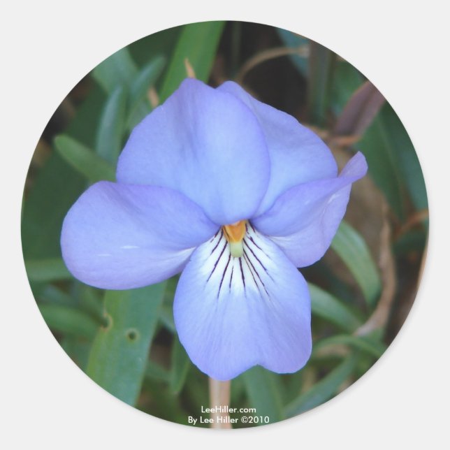 Wildblumen Birds-Foot Violet IV Hot Springs Gesche Runder Aufkleber (Vorderseite)