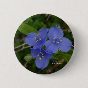 Wildblumen Blaue Spinnenpflanze Hot Springs AR Ges Button