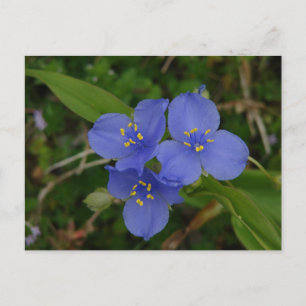 Wildblumen Blaue Spinnenpflanze Hot Springs AR Ges Postkarte