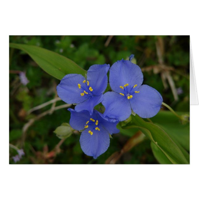 Wildblumen Blue Spiderwort Heiße Quellen AR Gesche (Vorderseite (Horizontal))