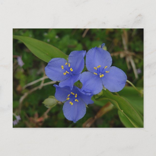 Wildblumen Blue Spiderwort Heiße Quellen AR Gesche Postkarte (Vorderseite)