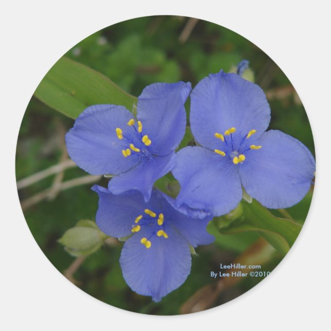 Wildblumen Blue Spiderwort Heiße Quellen AR Gesche Runder Aufkleber (Vorderseite)