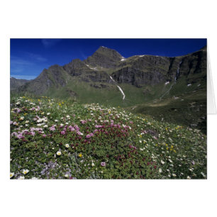 Wildblumen, blühend, Alpen, Schweiz