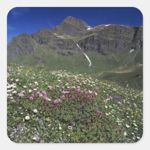 Wildblumen, blühend, Alpen, Schweiz Quadratischer Aufkleber