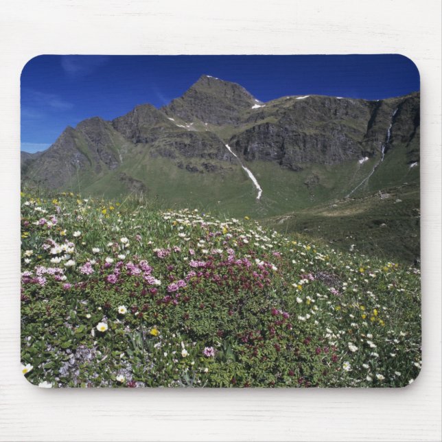 Wildblumen, Blüten, Alpen, Schweiz Mousepad (Vorne)