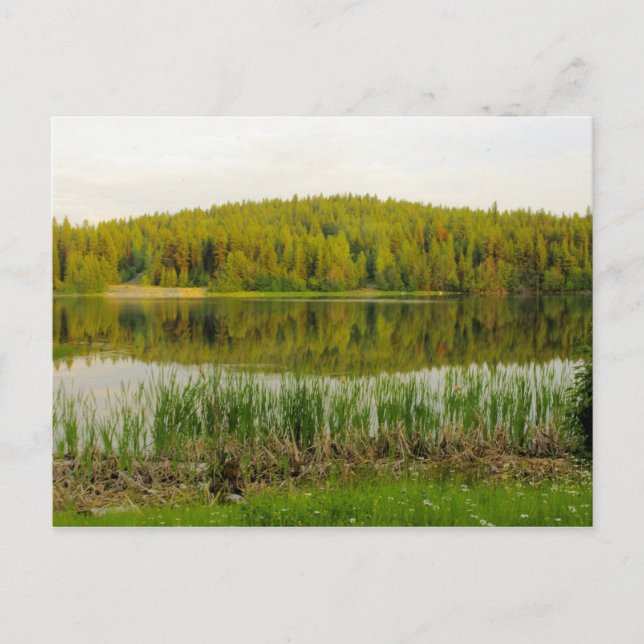 Wildblumen, Bullrushes-Marshallsee Postkarte (Vorderseite)