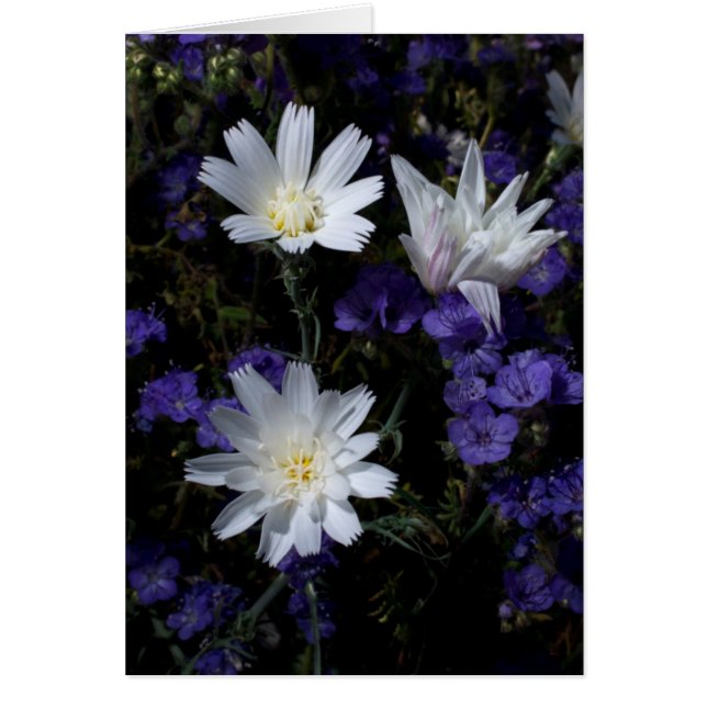 Wildblumen Chicoros und Phacelia (Vorne)