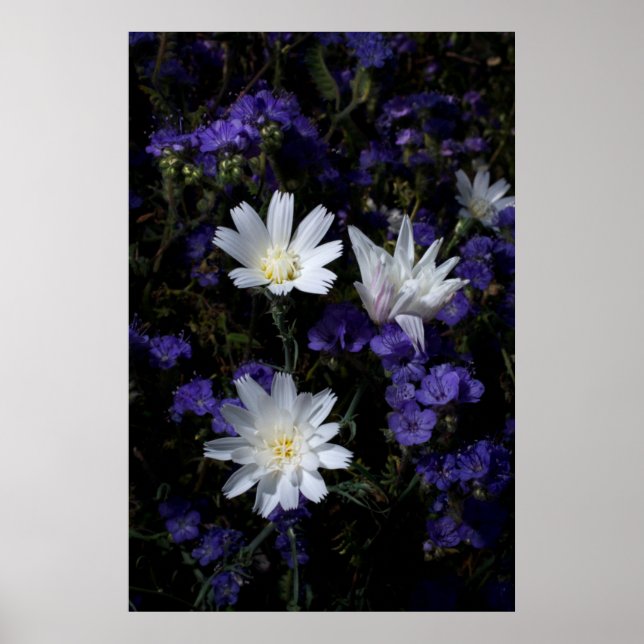 Wildblumen Chicoros und Phacelia Poster (Vorne)
