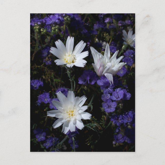 Wildblumen Chicoros und Phacelia Postkarte (Vorderseite)