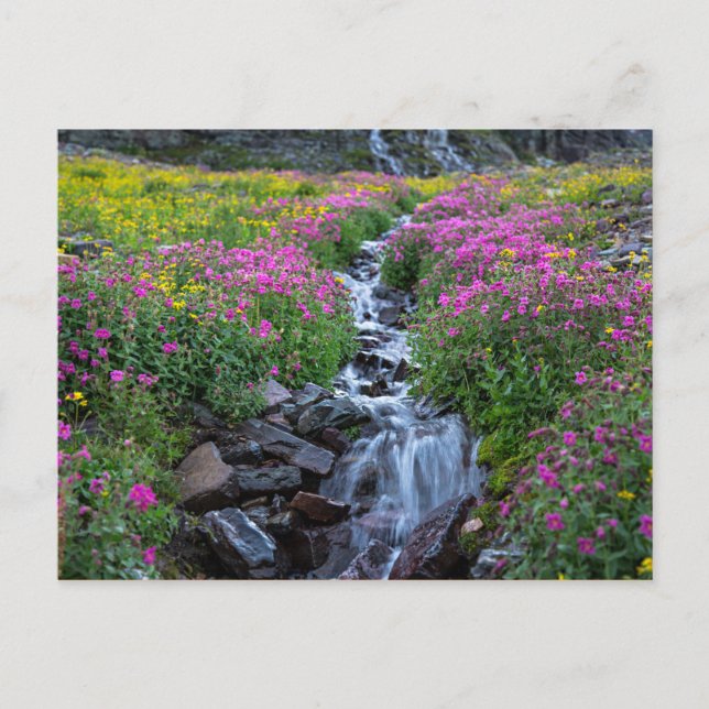 Wildblumen, Clements Mountain, Montana Postkarte (Vorderseite)