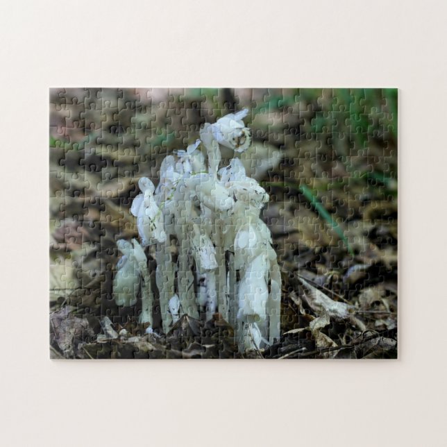 Wildblumen der indischen Pipe-Ghost-Blume (Horizontal)