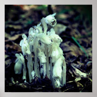 Wildblumen der indischen Pipe-Ghost-Blume
