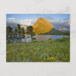 Wildblumen entlang des Swiftcurrent Lake in den Ma Postkarte
