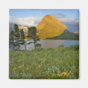 Wildblumen entlang des Swiftcurrent Lake in Many Magnet