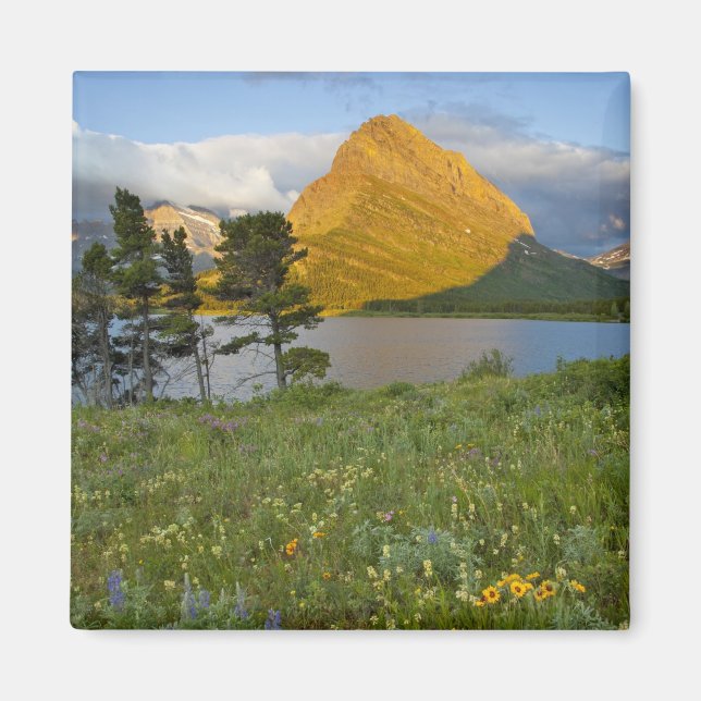 Wildblumen entlang des Swiftcurrent Lake in the ma Magnet (Vorne)