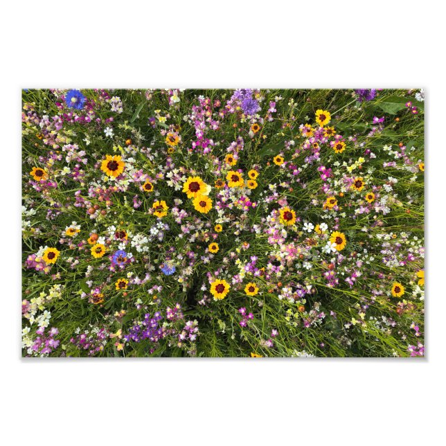 Wildblumen Fotodruck (Vorne)