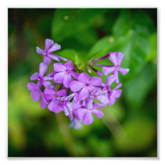 Wildblumen Fotodruck
