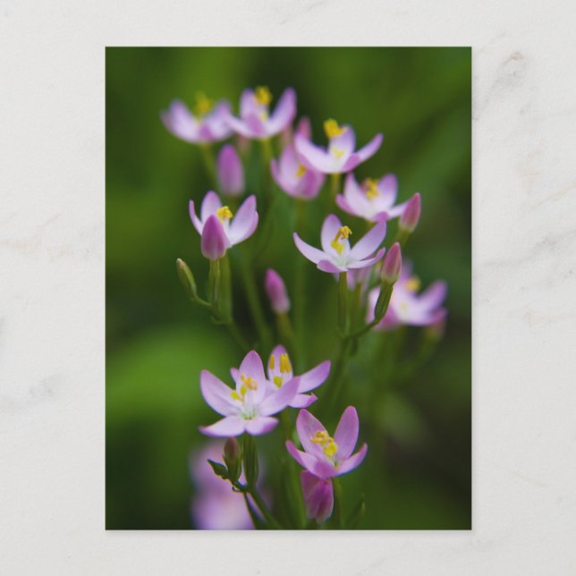 Wildblumen Fotografie Postkarte (Vorderseite)