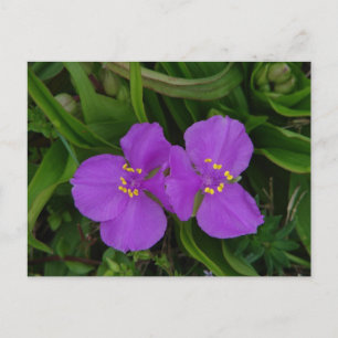 Wildblumen Fuchsia Spiderwort Heiße Federn Geschen Postkarte