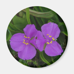 Wildblumen Fuchsien Dreimasterblume Hot Springs Ge Magnet