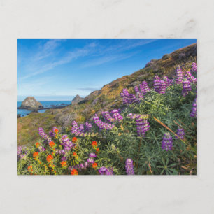 Wildblumen für Lupine und Pinselpinsel Postkarte