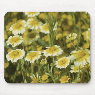 Wildblumen Gelbe und weiße Sonnenblumen Mousepad