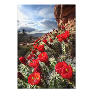 Wildblumen - Grand Canyon - Arizona Fotodruck