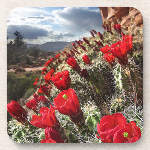 Wildblumen - Grand Canyon - Arizona Untersetzer