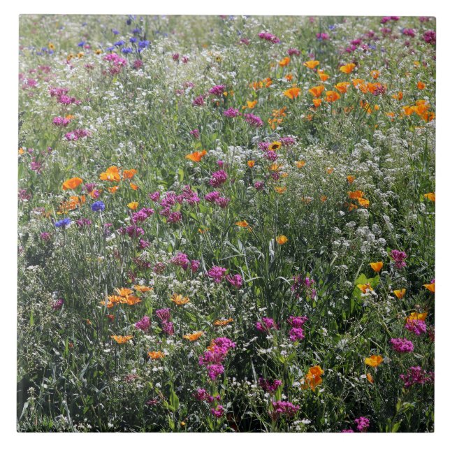 Wildblumen groß 6 Zoll x 6 Zoll Fliese (Vorderseite)