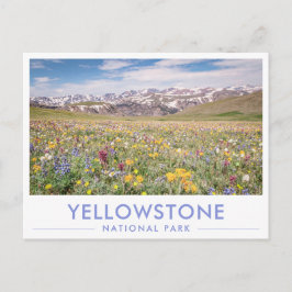 Wildblumen-Grußkarte Yellowstone-Nationalpark Postkarte