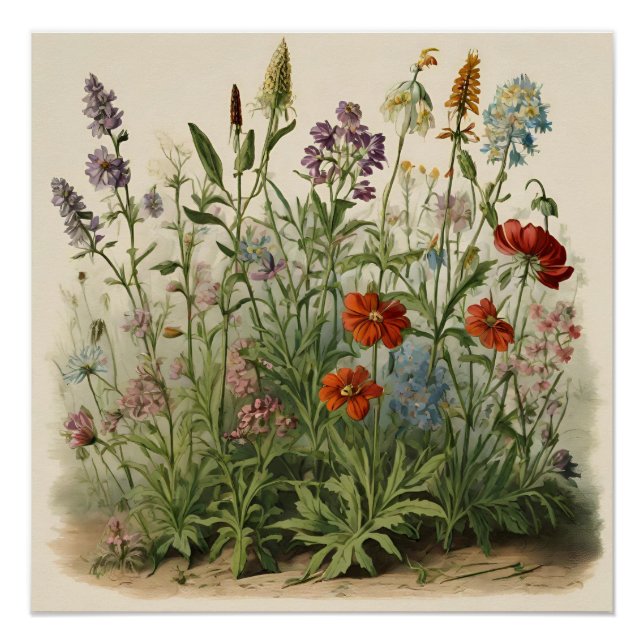 Wildblumen Illustration Poster (Vorderseite)