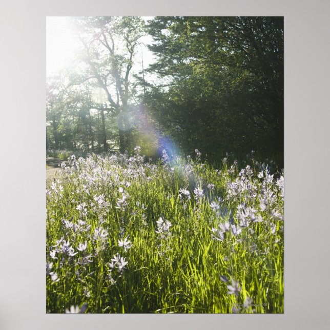 Wildblumen im Feld Poster (Vorne)