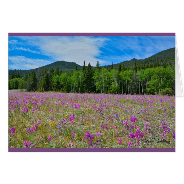 Wildblumen im felsiger Gebirgsnationalpark (Vorderseite (Horizontal))