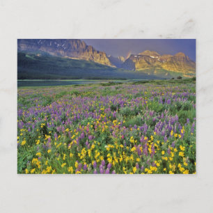Wildblumen im Gletscher Viele Postkarte