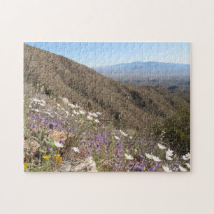 Wildblumen im Saguaro-Nationalpark I