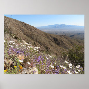 Wildblumen im Saguaro-Nationalpark I Poster