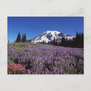 Wildblumen im Sommer am Fuße des Berges Rainier, Postkarte
