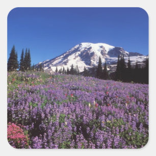 Wildblumen im Sommer am Fuße des Berges Rainier, Quadratischer Aufkleber