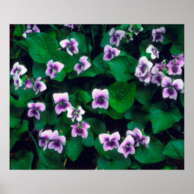 Wildblumen im Wald Poster (Vorne)