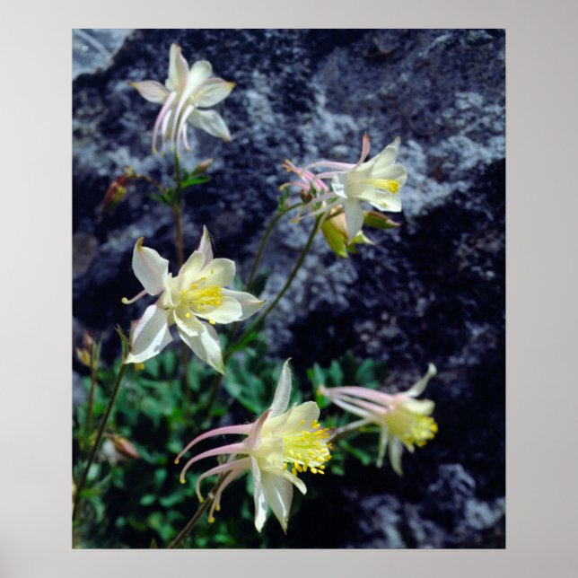 Wildblumen in den Sierras Poster (Vorne)