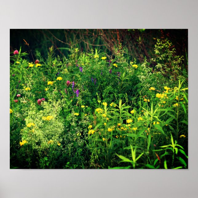 Wildblumen in der Feldflora Poster (Vorne)