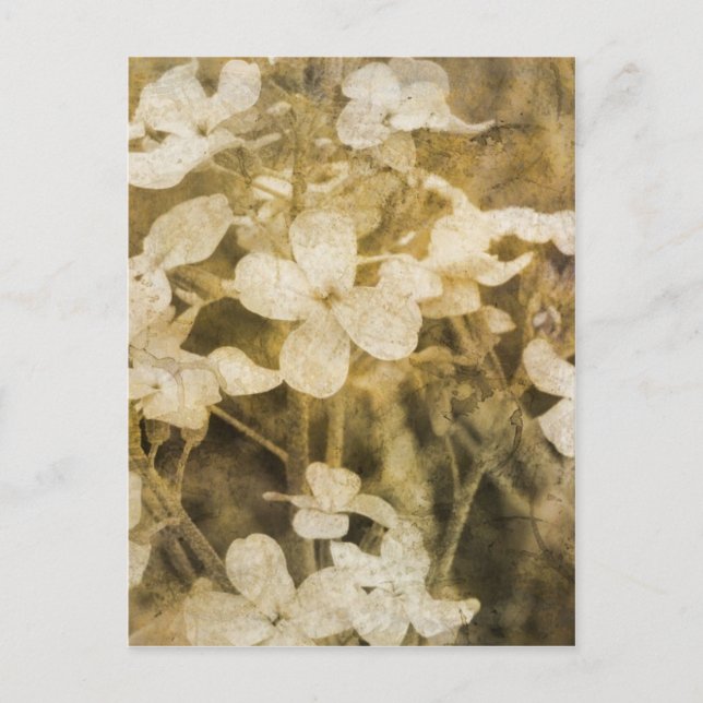 Wildblumen in Sepia Postkarte (Vorderseite)