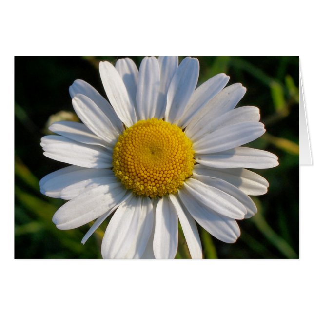 WILDBLUMEN-KARTE (Vorderseite (Horizontal))