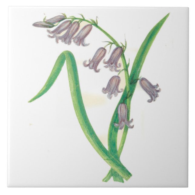 Wildblumen-Land-Küchen-Keramik-Fliesen-Hyazinthe Fliese (Vorderseite)