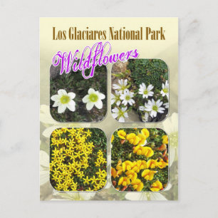 Wildblumen, Los Glaciares Nationalpark Postkarte